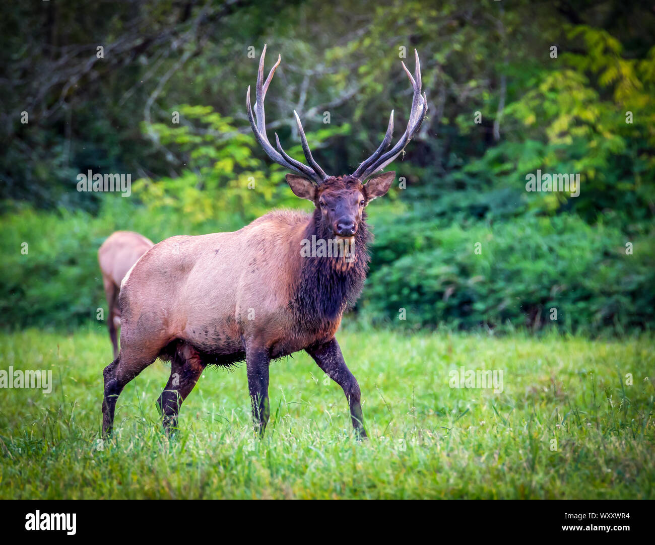 Bull Elk during rutting season, North Bend, Washington Stock Photo Alamy