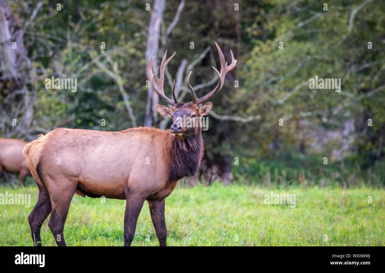 Bull Elk in field, North Bend Washington Stock Photo