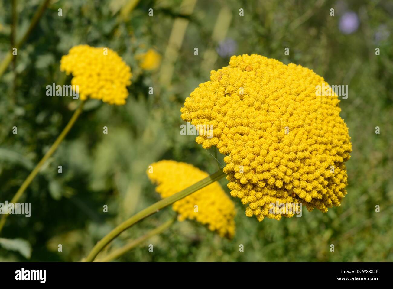 Achillea filipendulina Gold Plate yarrow large heads of golden yellow flowers Stock Photo