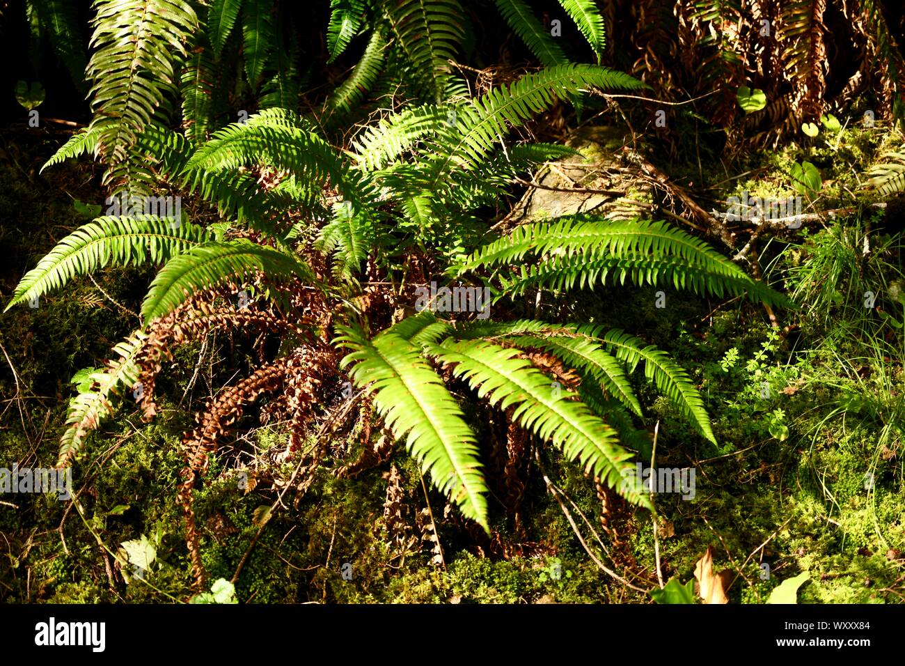 fern in a spectacular rainforest in British Columbia, Canada Stock Photo