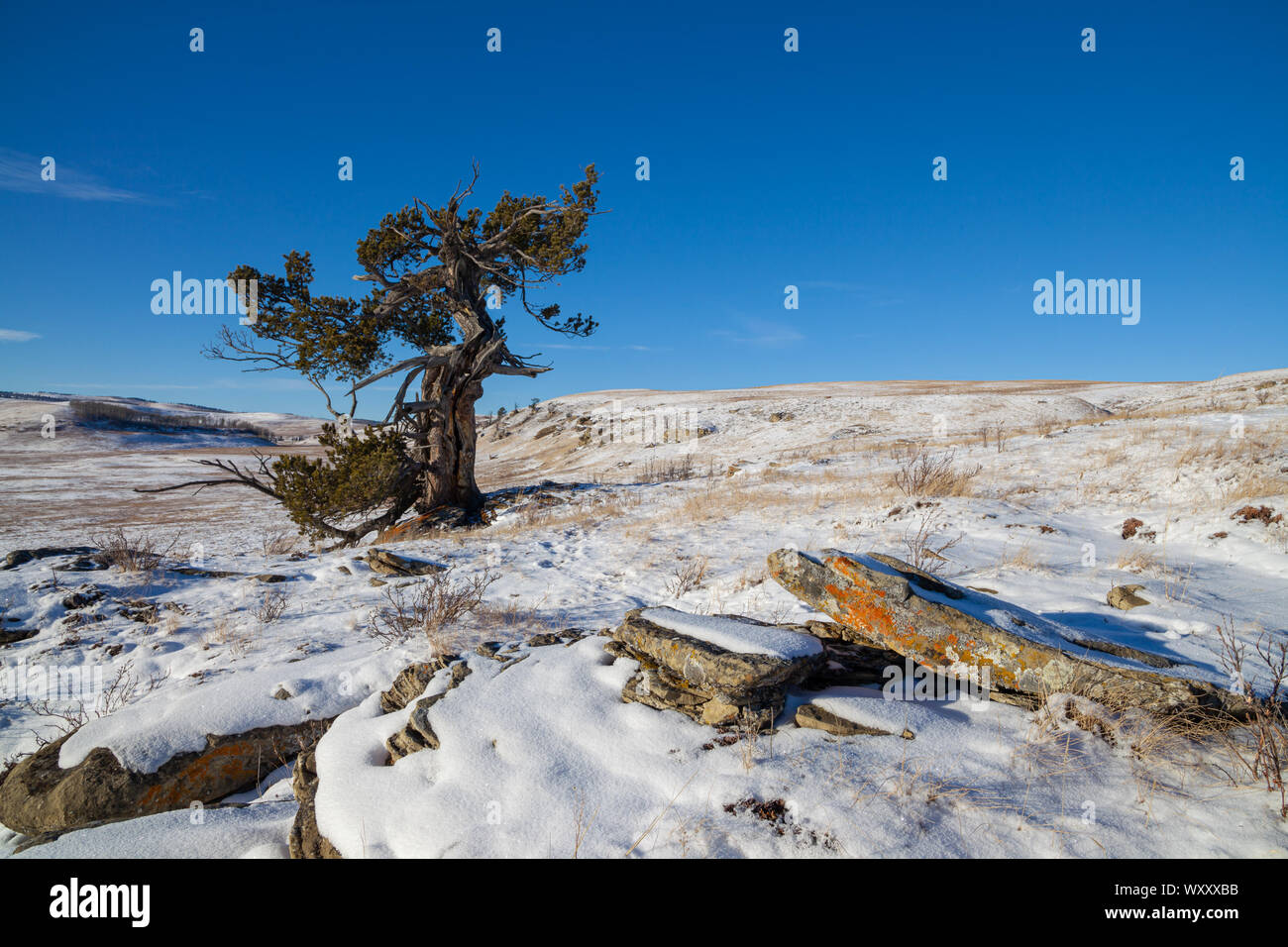 An old limber pine growing on a rocky outcrop in southern Alberta, Canada in winter Stock Photo