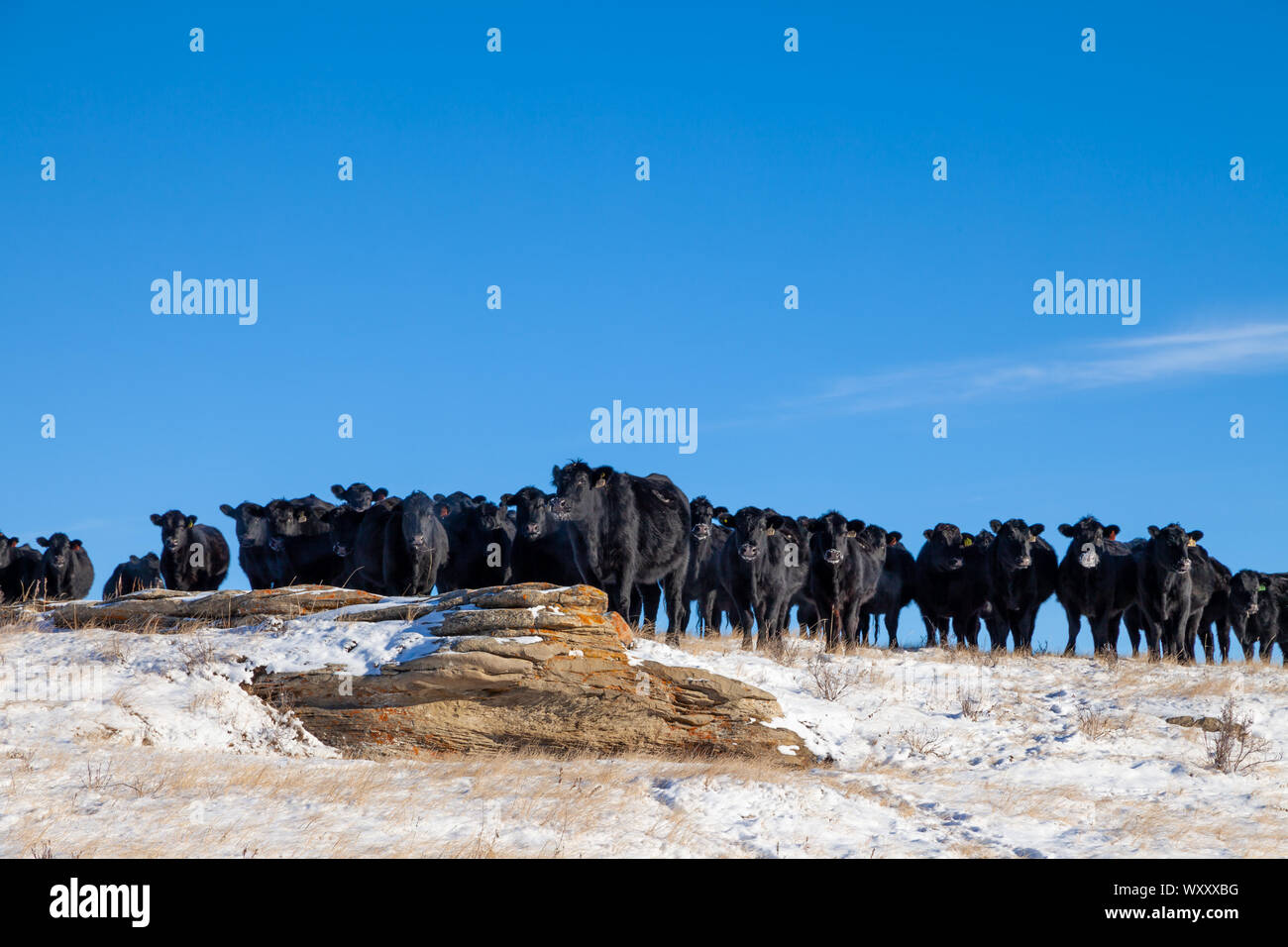 A heard of free range cattle on a ranch in southern Alberta, Canada ...