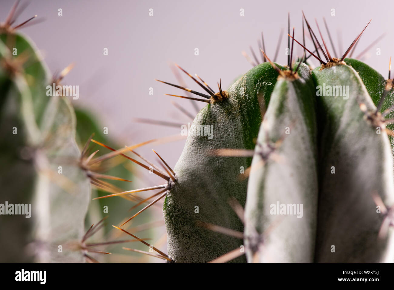 Cactus flower macro shot in home studio. Stock Photo