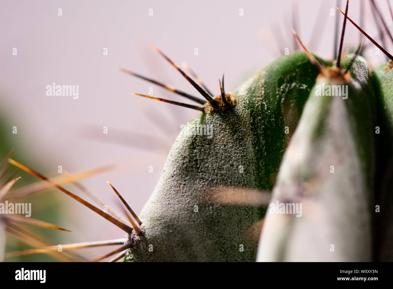 Cactus flower macro shot in home studio. Stock Photo