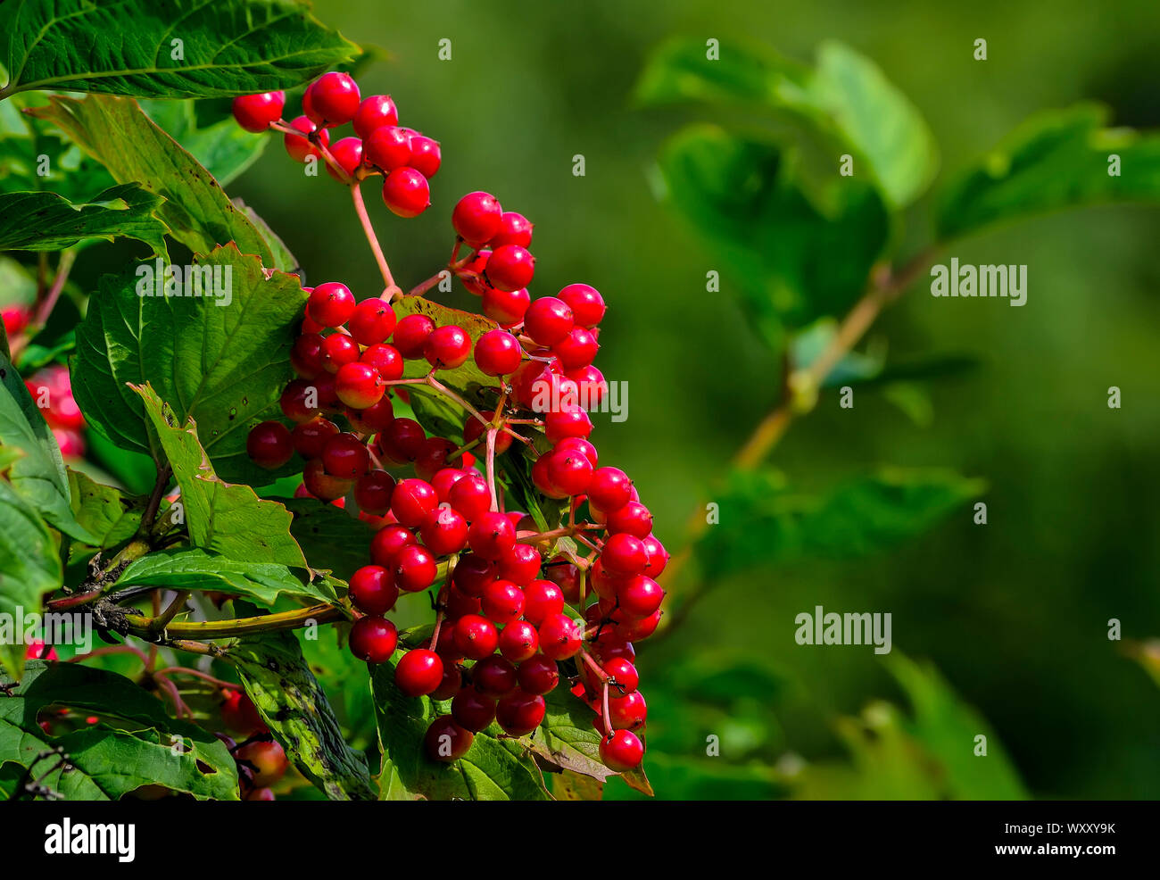 Viburnum branch with red shiny berries and green leaves in forest. Early autumn background on a blurred green leaves backdrop - decoration of autumnal Stock Photo