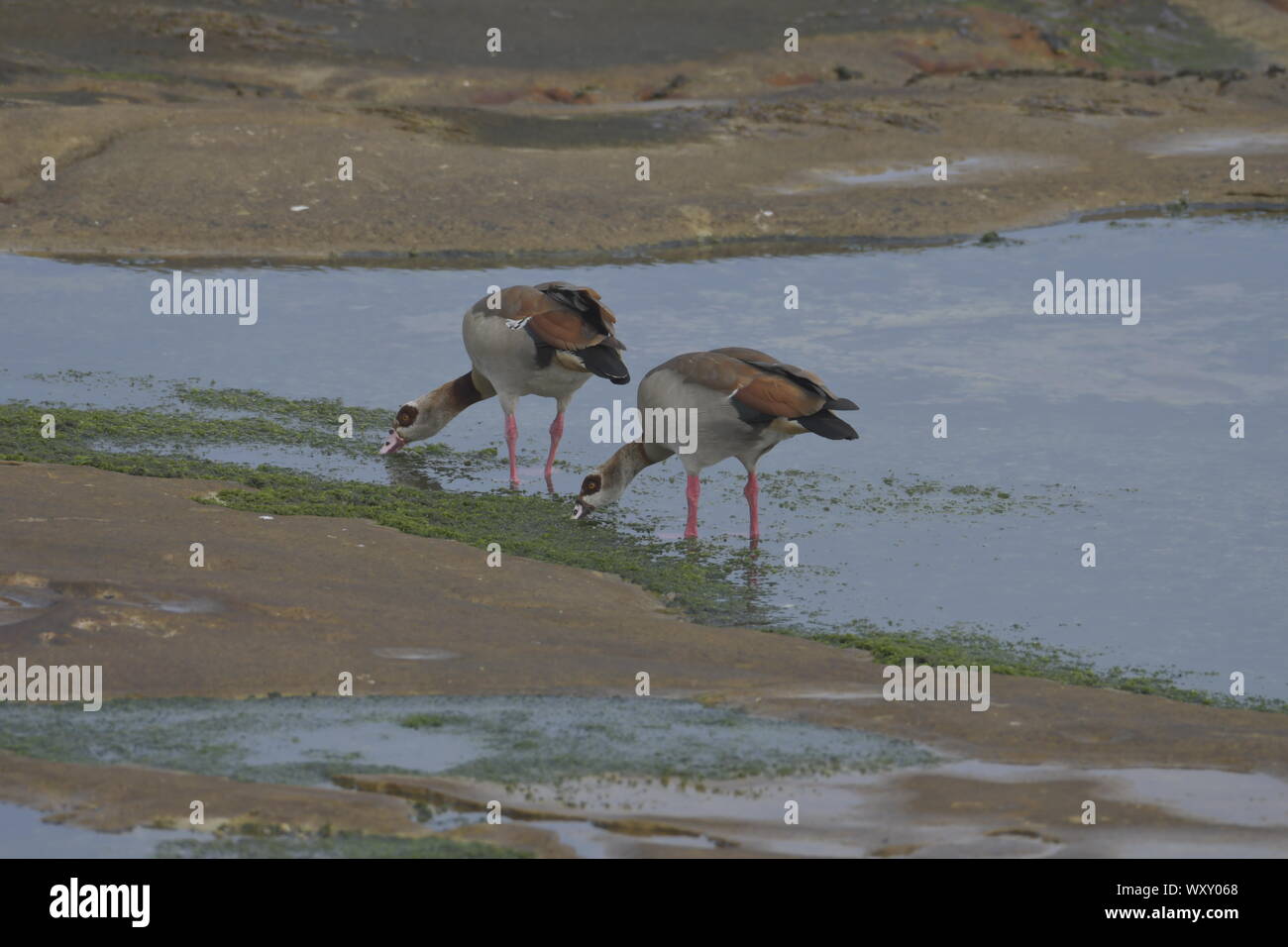 A pair of Egyptian Geese down at the rocks in Kommetjie. 18 September 2019 Stock Photo