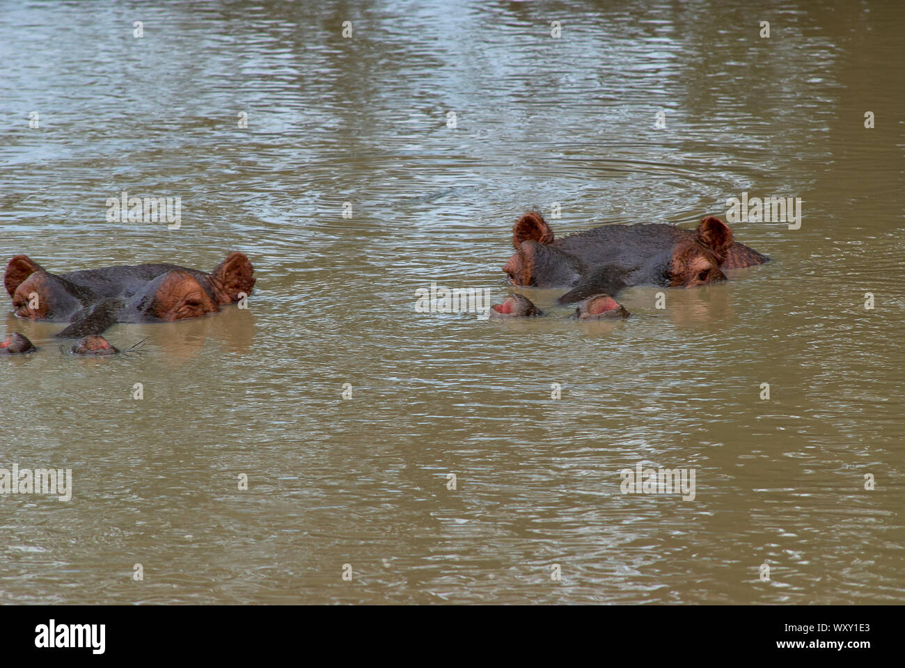 Hippos floating in the Ruaha River, Tanzania Stock Photo