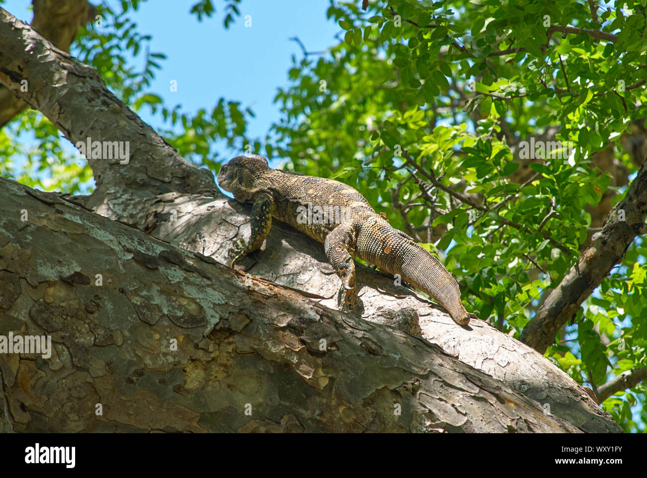 A tree climbing monitor lizard in Ruaha National Park, Tanzania Stock
