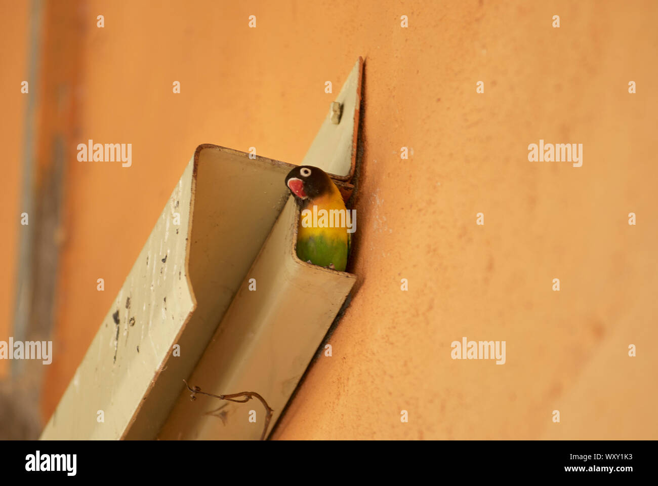 Yellow-collard Lovebird nesting in a sliding door rail Stock Photo