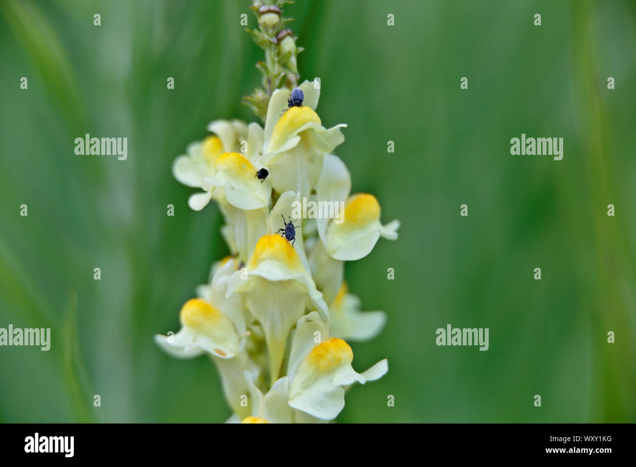A common toadflax closeup. Some tiny bugs crawling among yellow flowers Stock Photo