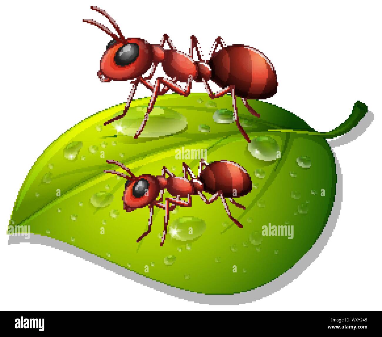 Red ants on green leaf on white background illustration Stock Vector ...