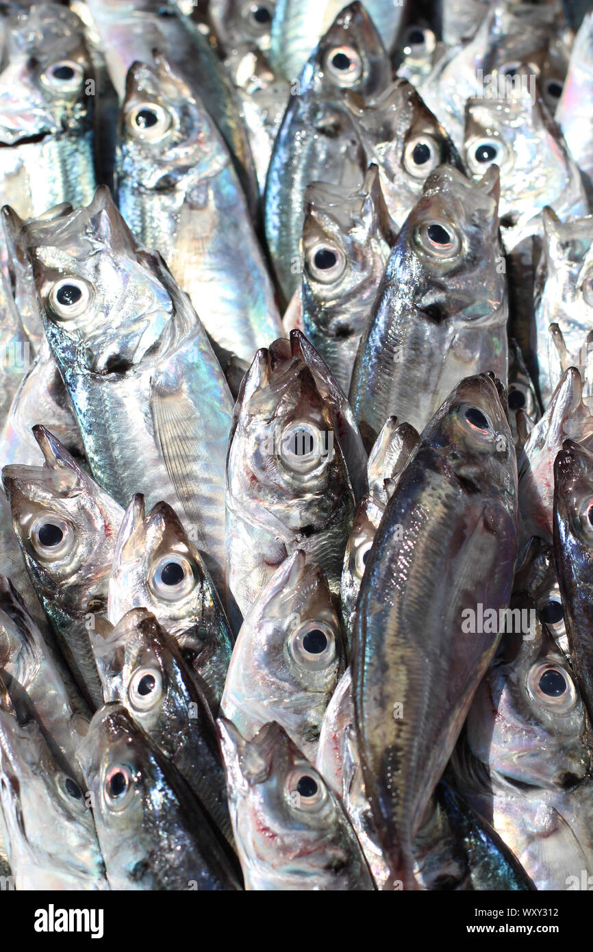 Fresh catch fish horse mackerel at the fish market Stock Photo Alamy