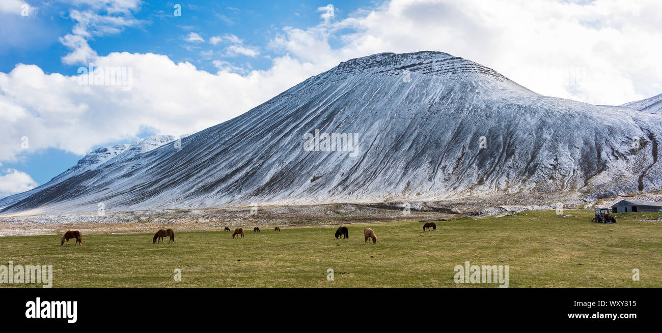 REYKIR-GRETTISLAUG, ICELAND -  Herd of Icelandic horses grazing on farm and mountain, northern Iceland. Stock Photo