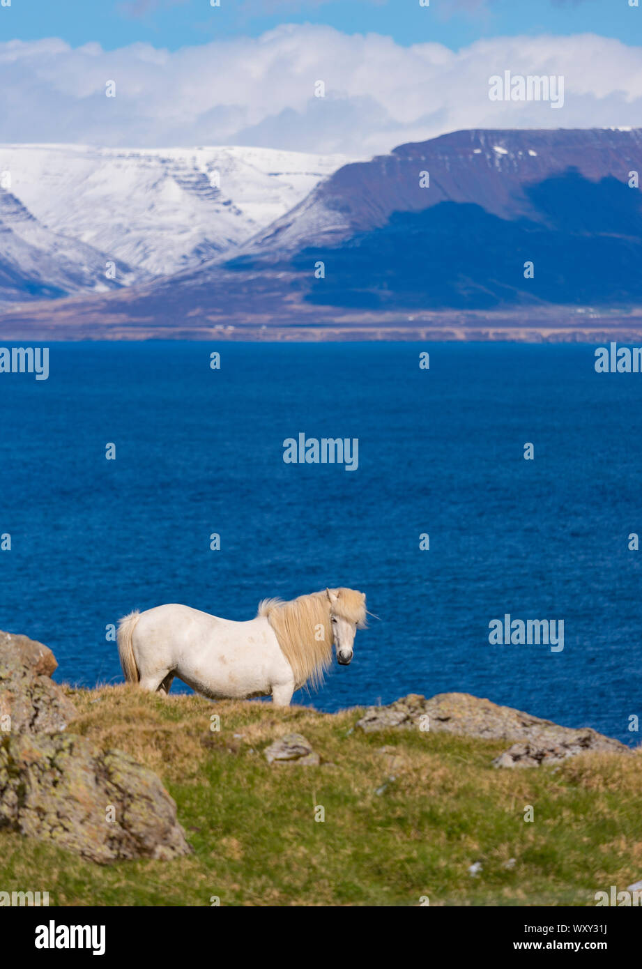 REYKIR-GRETTISLAUG, ICELAND - White Icelandic horse on ridge overlooking Skagafjordur Fjord. Stock Photo