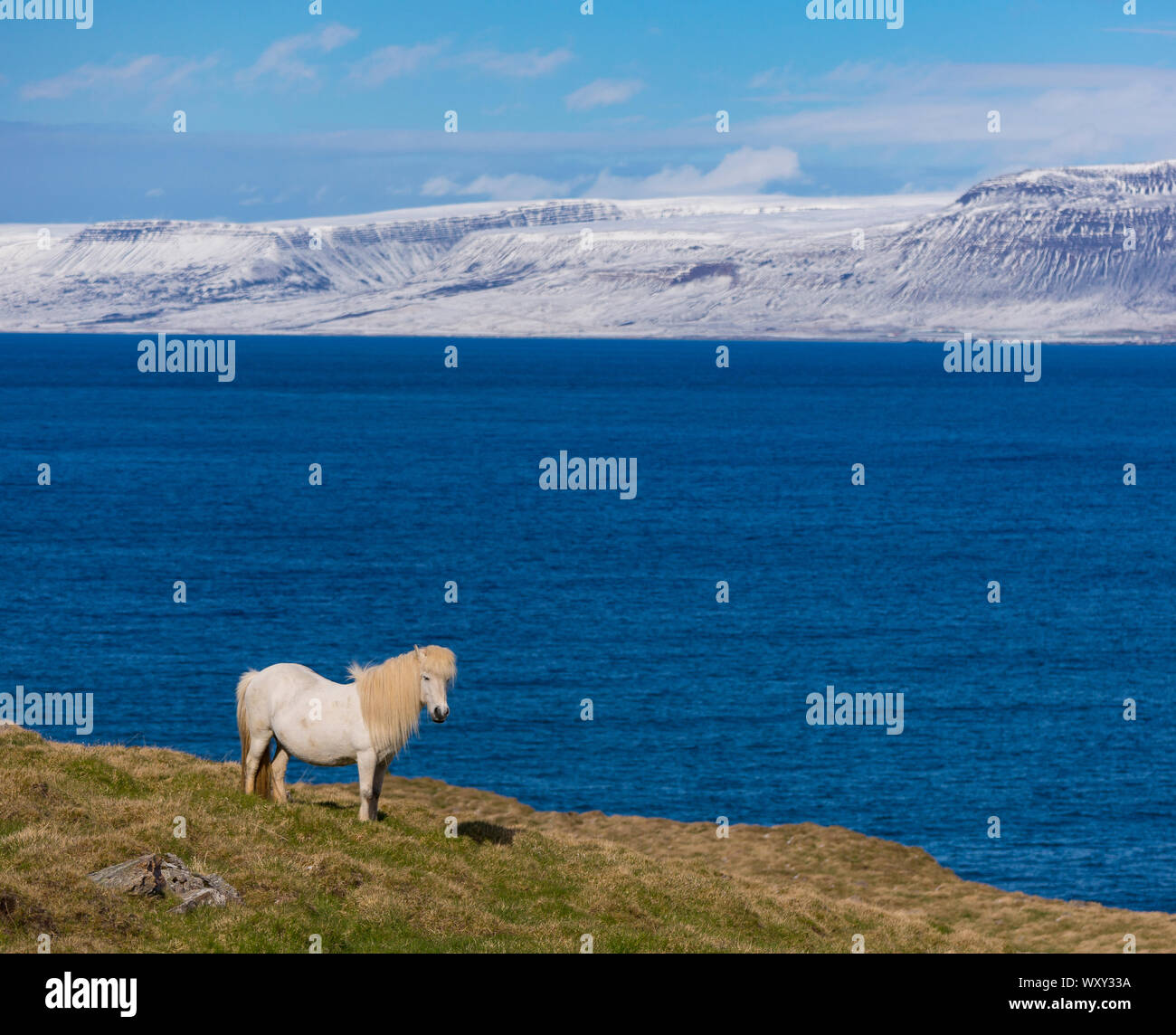 REYKIR-GRETTISLAUG, ICELAND - White Icelandic horse on ridge overlooking Skagafjordur Fjord. Stock Photo