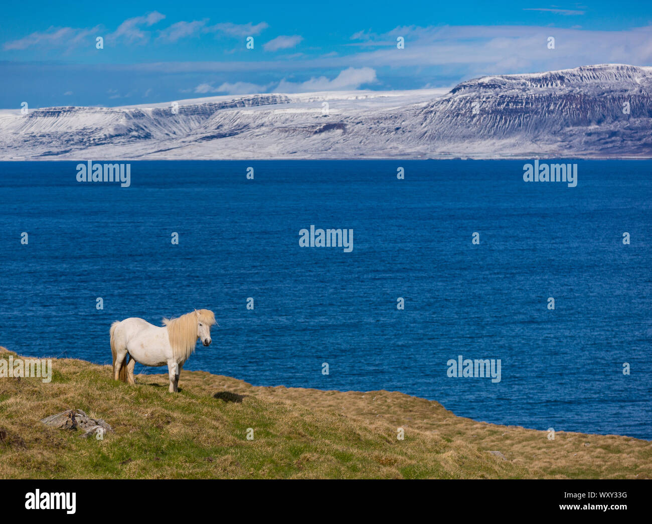 REYKIR-GRETTISLAUG, ICELAND - White Icelandic horse on ridge overlooking Skagafjordur Fjord. Stock Photo