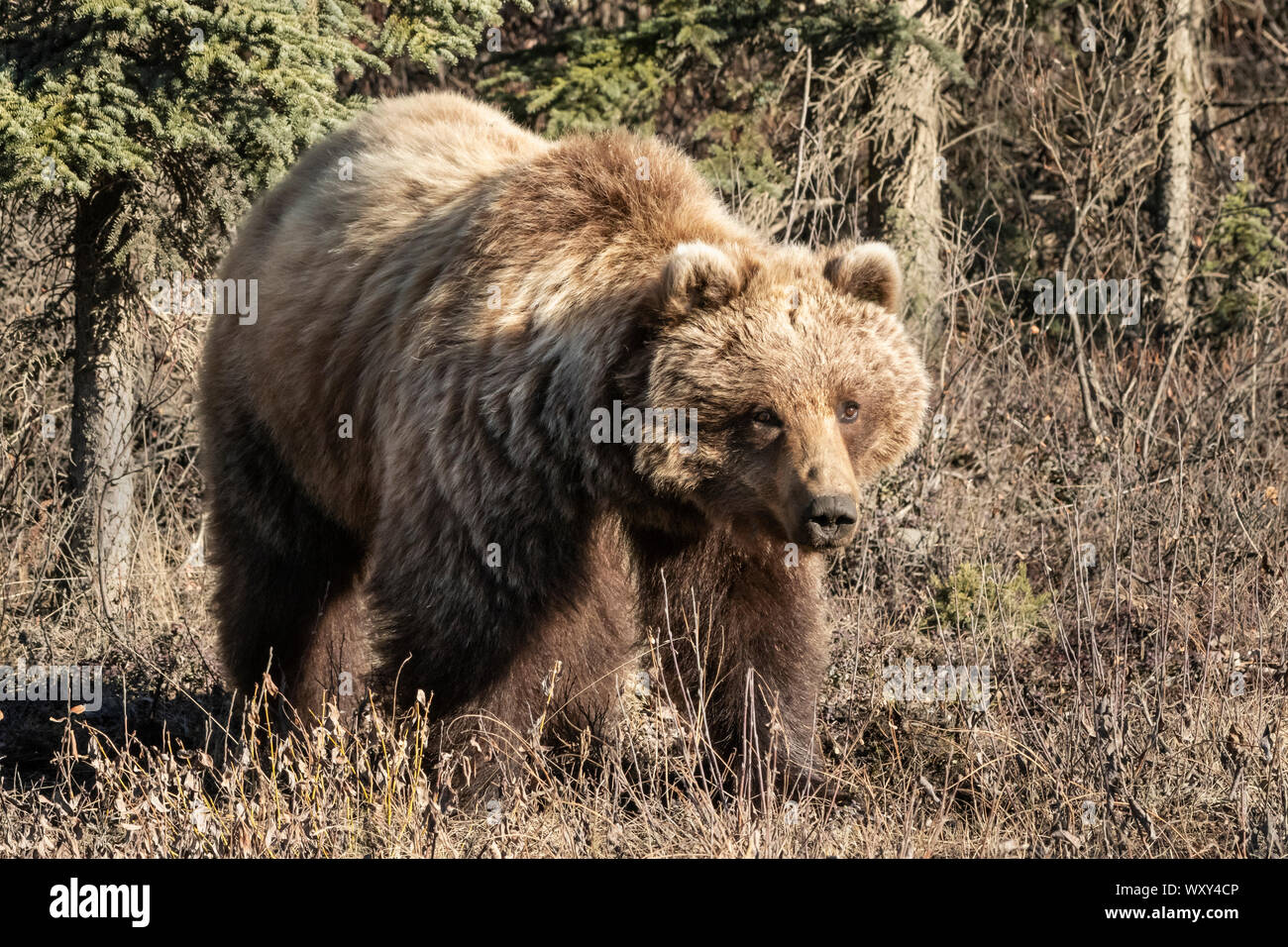North America; Unites States; Alaska; Denali National Park; Wildlife; Grizzly bear; Ursus arctos; spring Stock Photo