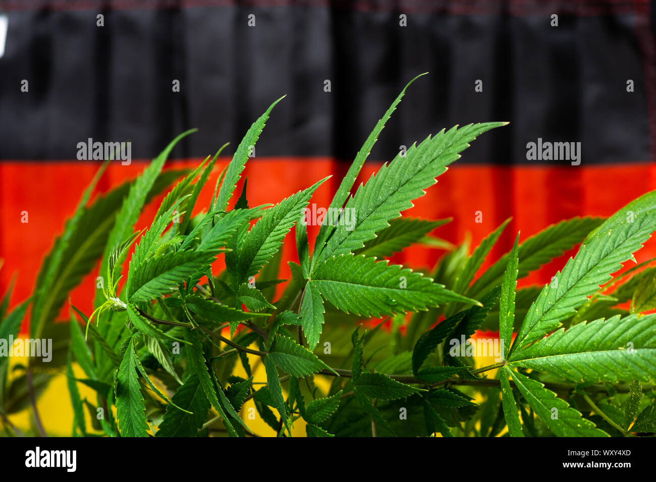 Cannabis plant with German flag in the background Stock Photo