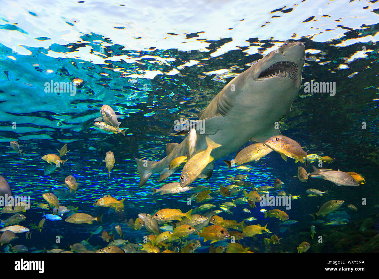 Dangerous shark swimming into the coral reef, surrounded by yellow fish Stock Photo