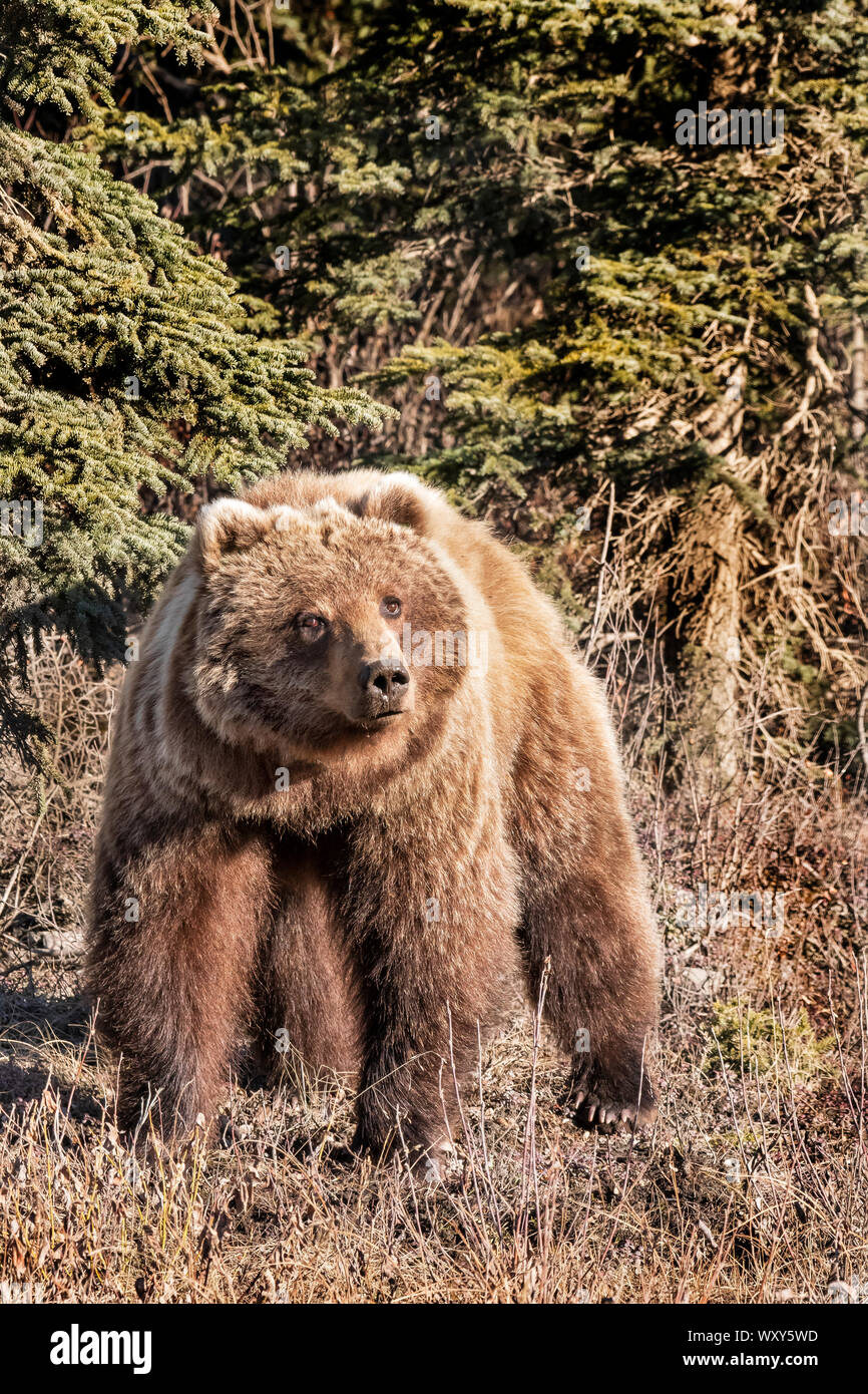 North America; Unites States; Alaska; Denali National Park; Wildlife; Grizzly bear; Ursus arctos; spring Stock Photo