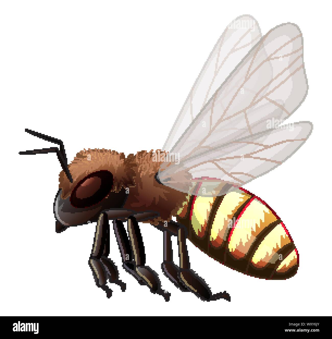 Bee on white background illustration Stock Vector Image & Art - Alamy