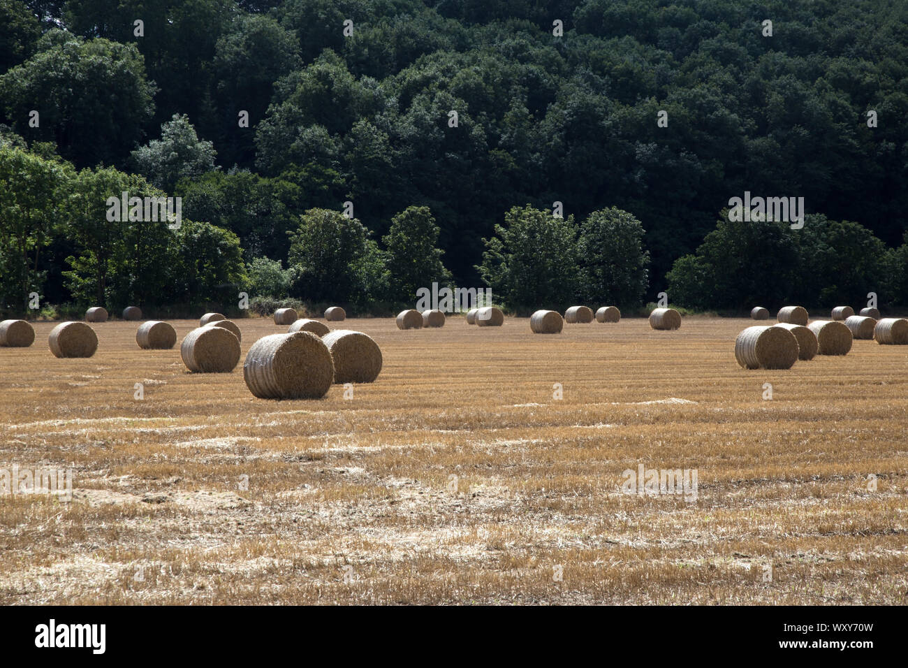 Bales of hay in a field of stubble Stock Photo - Alamy