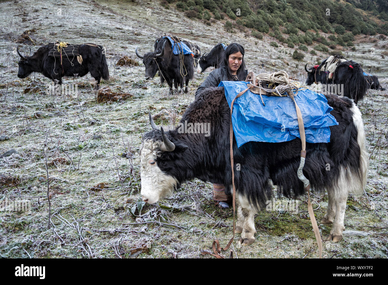 Yaks herder at Maurothang camp, Wangdue Phodrang district, Snowman Trek, Bhutan Stock Photo