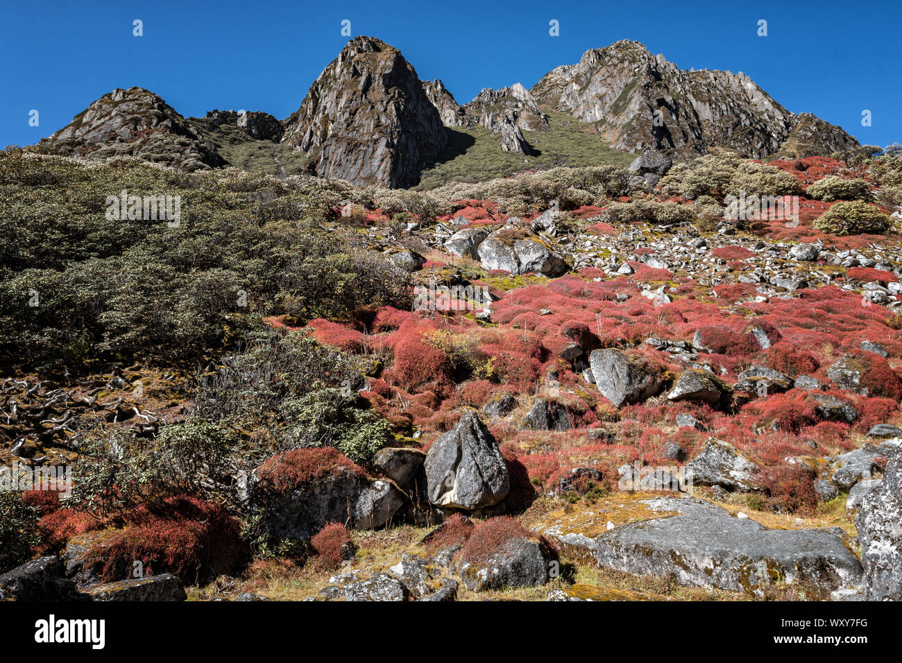 The colors of the valley of Thampe Chhu, Wangdue Phodrang district, Snowman Trek, Bhutan Stock Photo