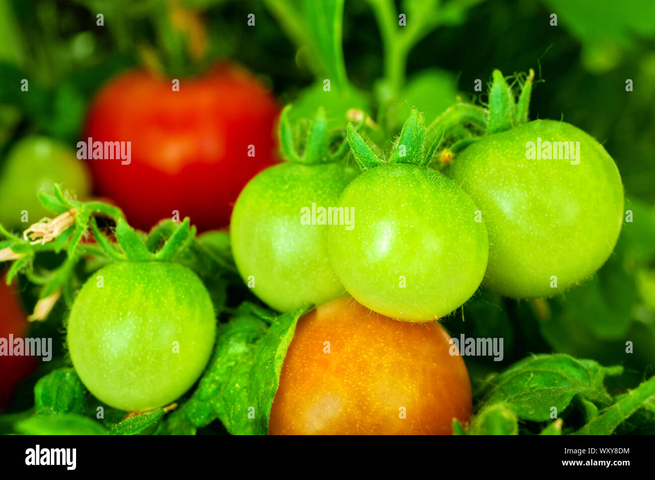 Growing tomatoes on a vine Stock Photo - Alamy