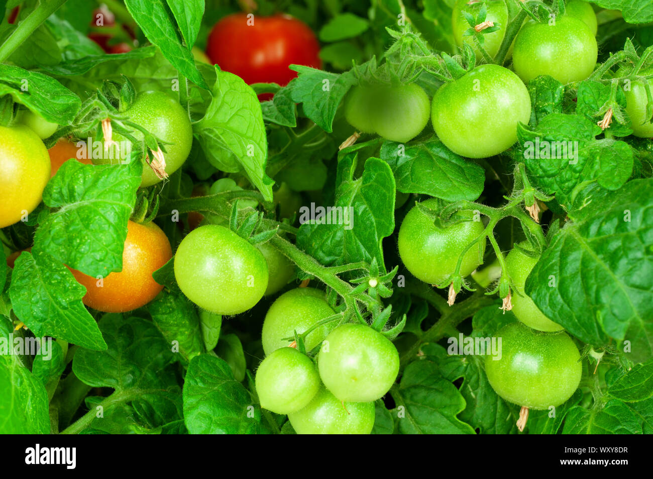 Growing tomatoes on a vine Stock Photo - Alamy