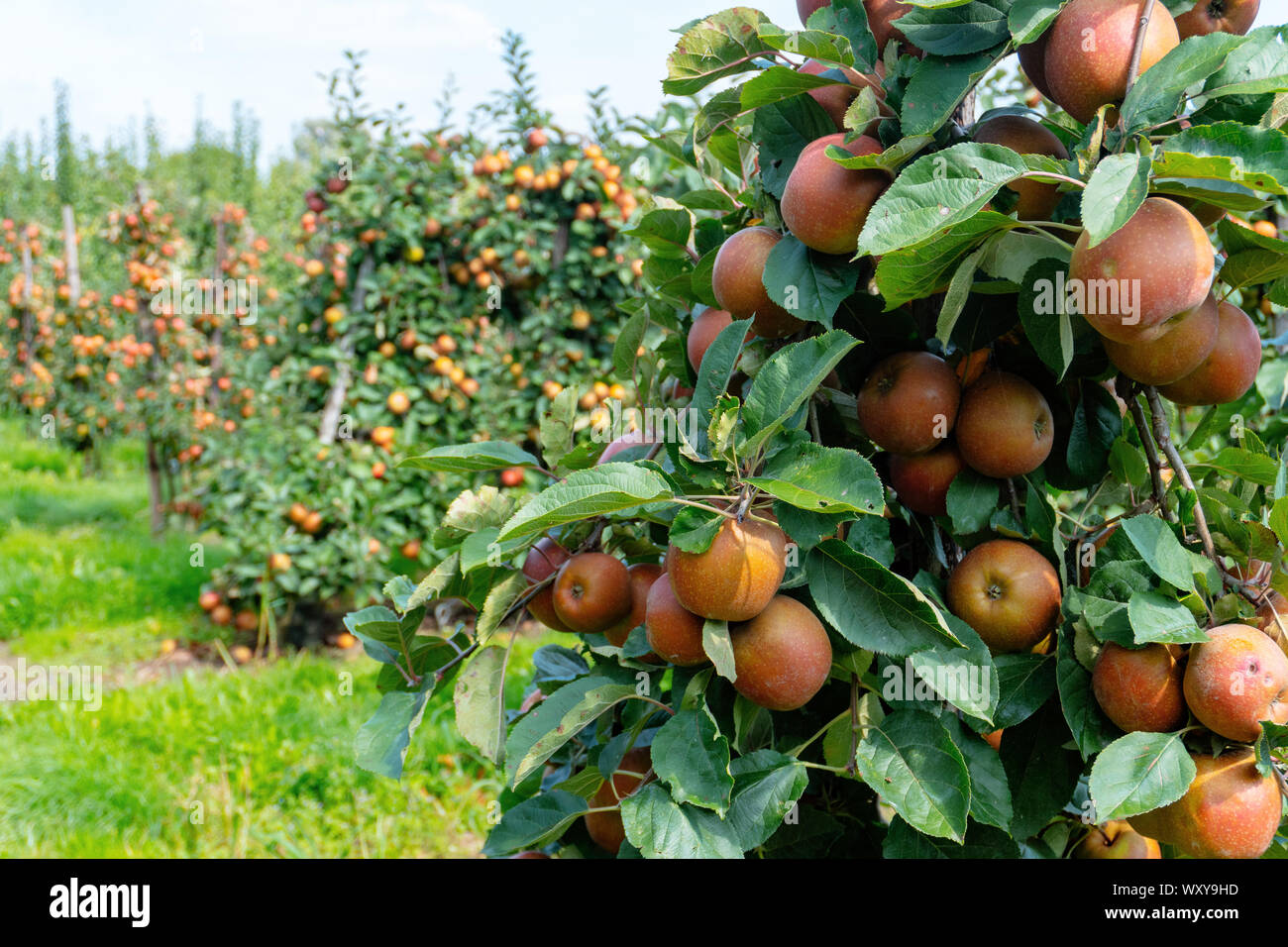 Apple orchard with red and yellow apples Stock Photo