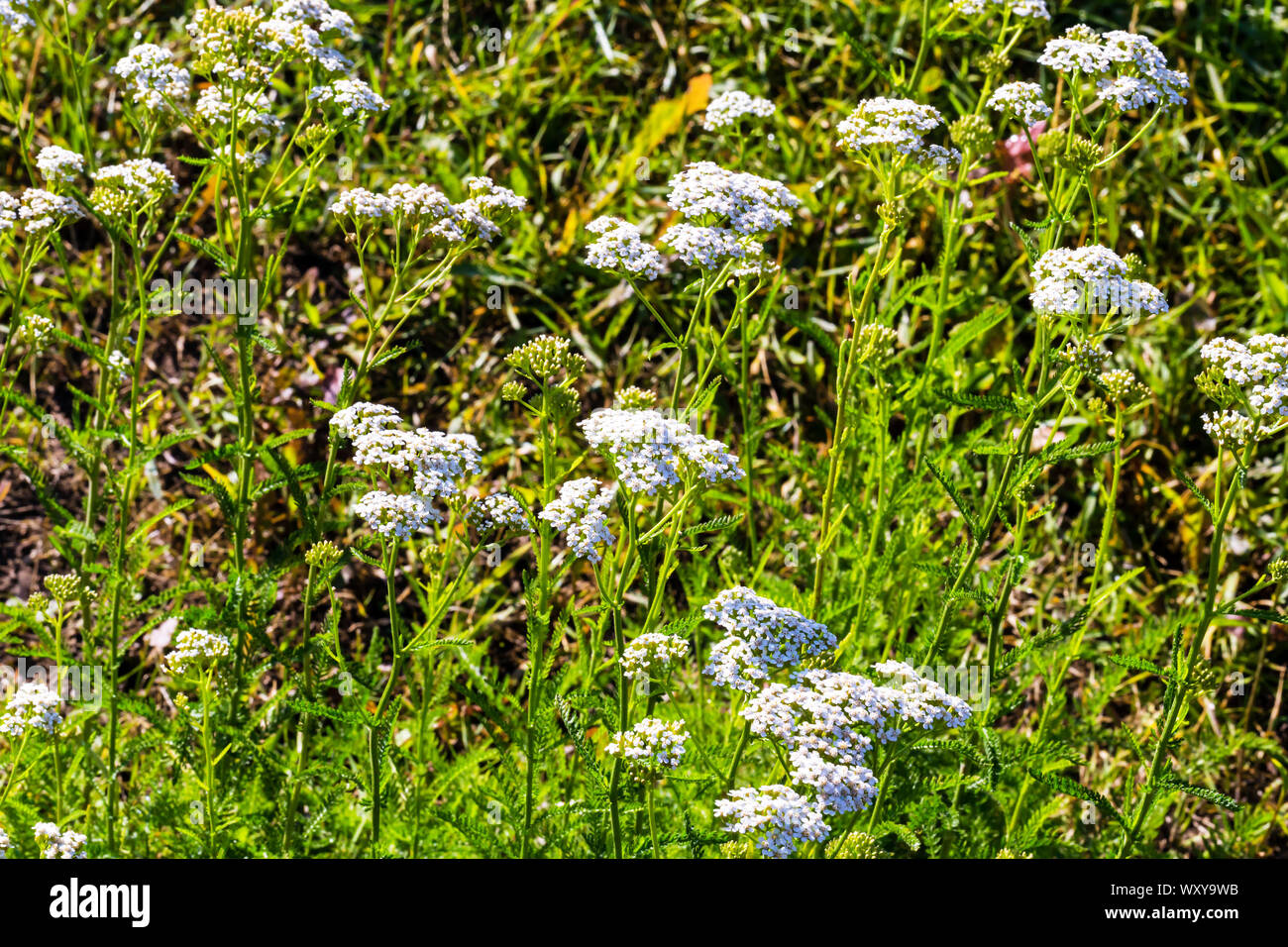 Achillea nobilis field flowers background Stock Photo