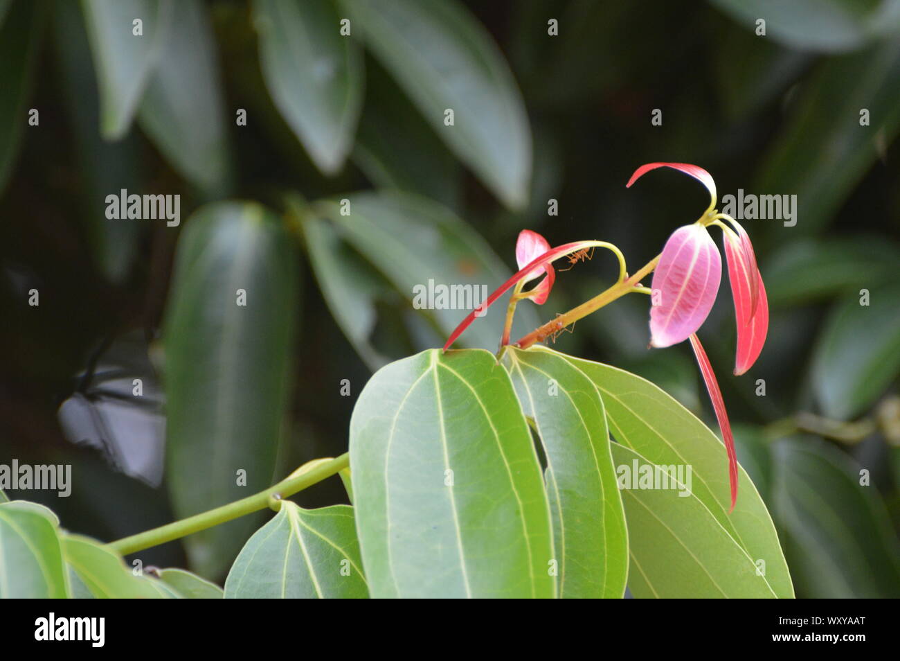 Cinnamon leaf of cinnamon tree Stock Photo Alamy