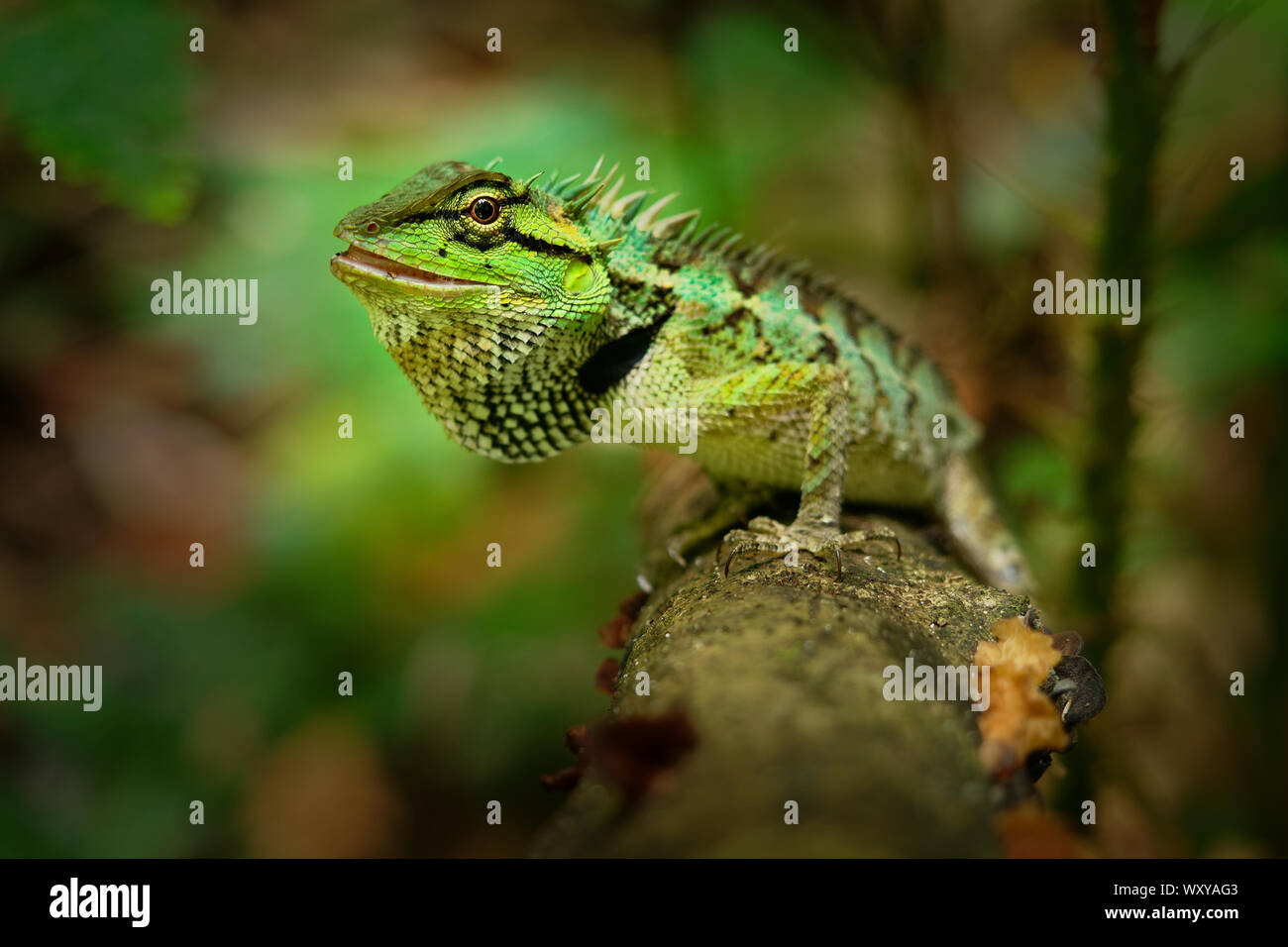 Emma Grays forest lizard - Calotes emma species of lizard in the family Agamidae. The species is endemic to China, South Asia, and Southeast Asia, Tha Stock Photo