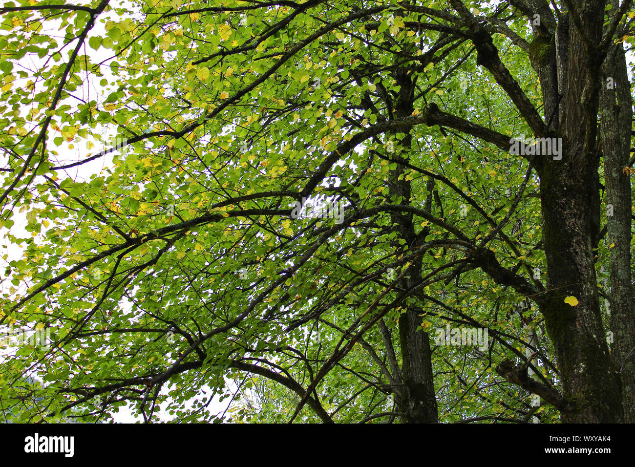 grüne Baumlandschaft Stock Photo