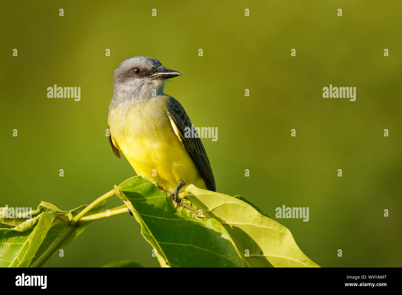 Tropical Kingbird - Tyrannus melancholicus  large tyrant flycatcher, breeds from Arizona, Texas through Central America, South America, Argentina and Stock Photo