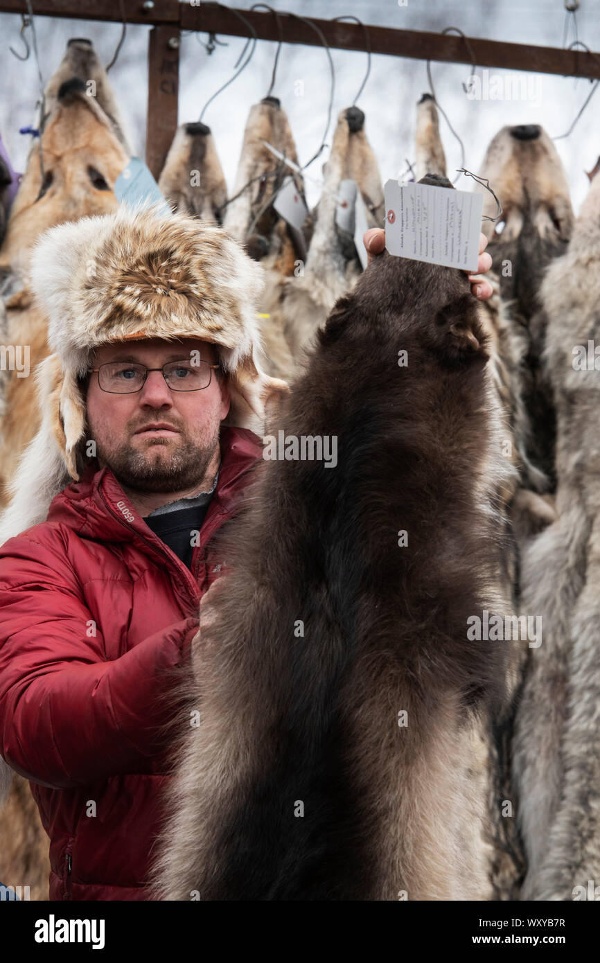 North America; United States; Alaska; Winter; Wildlife; Alaska Trappers Association Fur Auction; Wolverine fur. Stock Photo