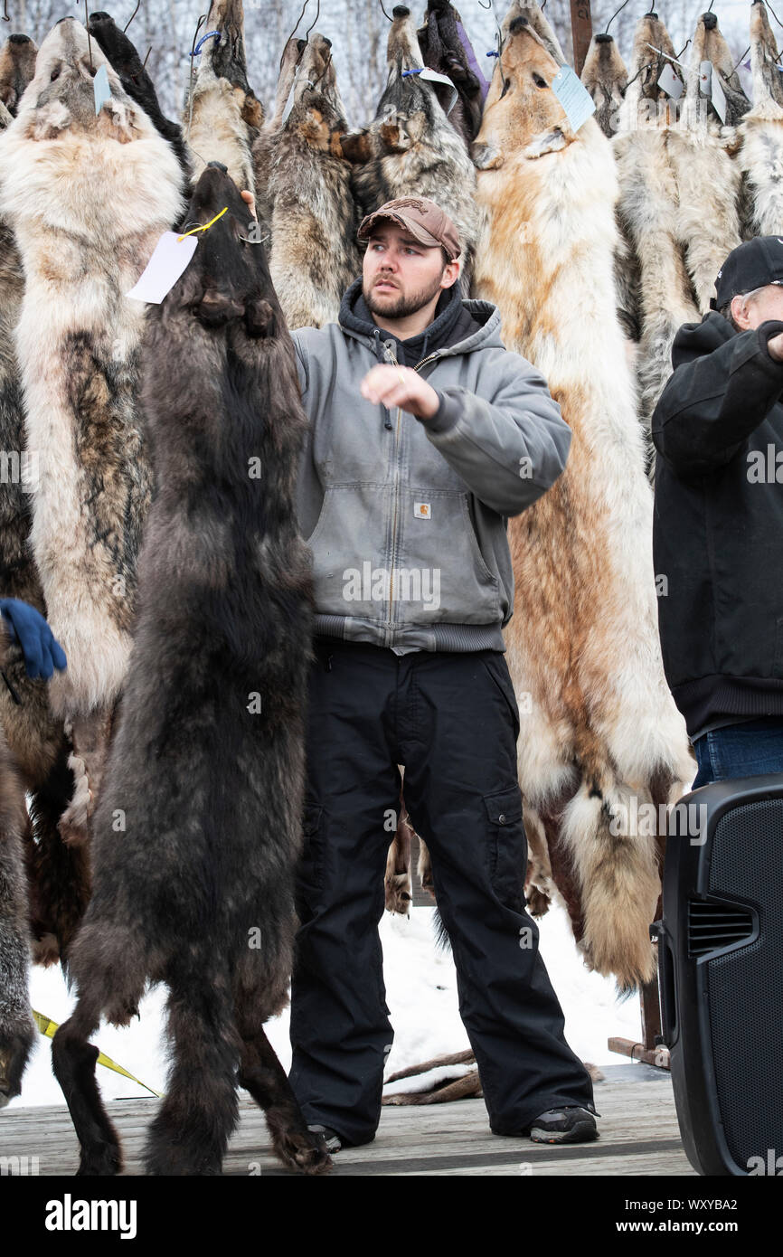 North America; United States; Alaska; Winter; Wildlife; Alaska Trappers Association Fur Auction; Black wolf; Wolves on sale. Stock Photo