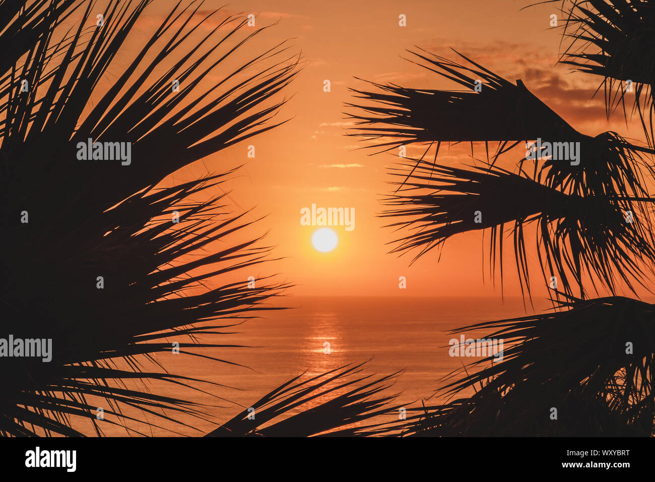 scenic sunset sky with ocean background and palm tree silhouette Stock Photo