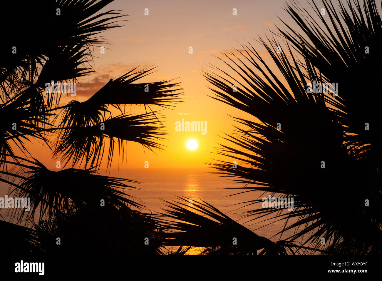 sunset sky over ocean water with palm trees Stock Photo