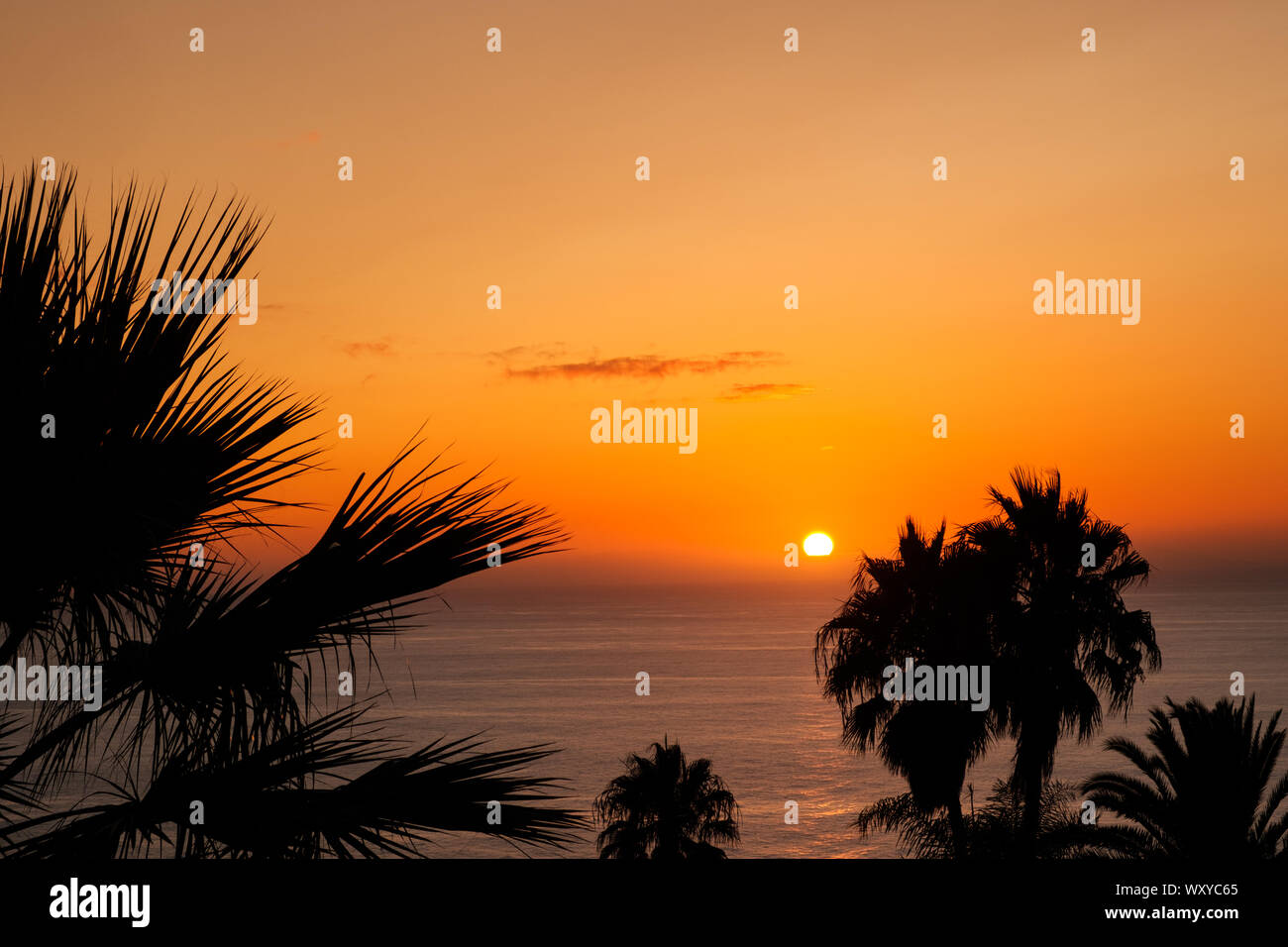 sunset sky over ocean water with palm trees Stock Photo