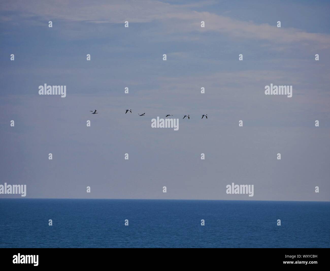 groupe de plusieurs  goéland  volant au dessus de l'océan atlantique , océan bleu , pointe saint mathieu , le conquet Stock Photo