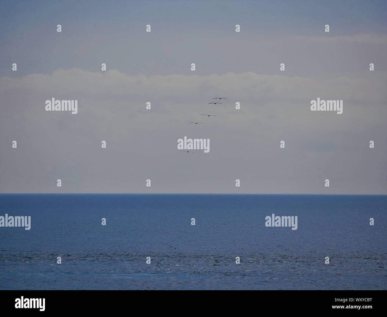 groupe de plusieurs  goéland  volant au dessus de l'océan atlantique , océan bleu , pointe saint mathieu , le conquet Stock Photo