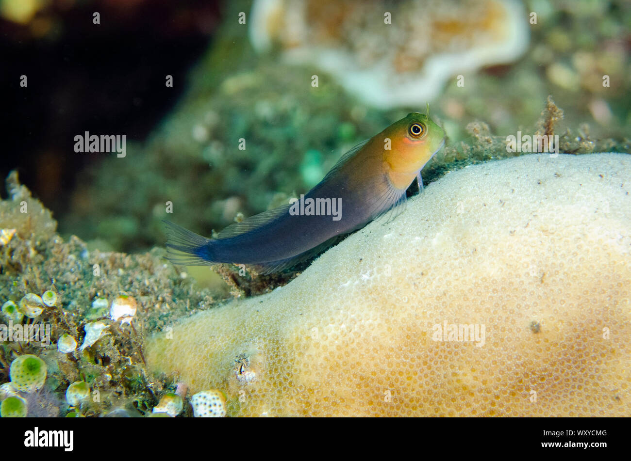 Bicolor Blenny, Ecsenius bicolor, Liberty Wreck dive site, Tulamben, near Seraya, Bali, Indonesia, Indian Ocean Stock Photo
