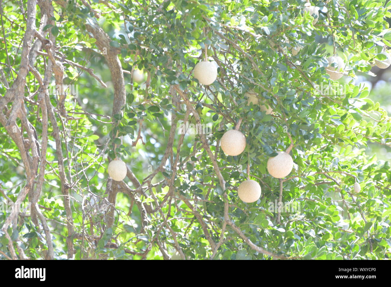 Wood Apple tree Stock Photo Alamy