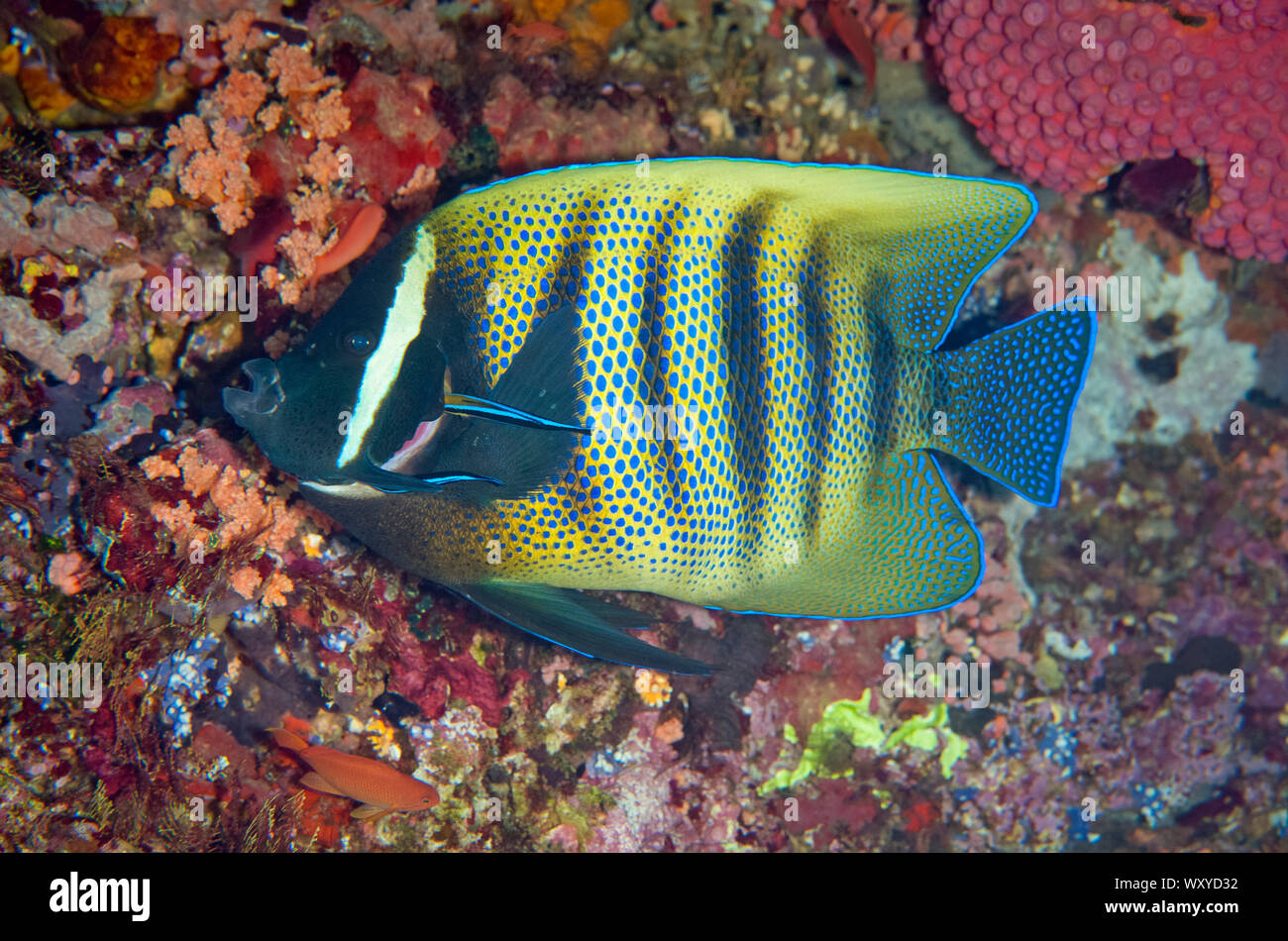 Six-banded Angelfish, Pomacanthus sexstriatus, being cleaned by Bluestreak Cleaner Wrasse, Labroides dimidiatus, by coral, Tatawa Kecil dive site, bet Stock Photo