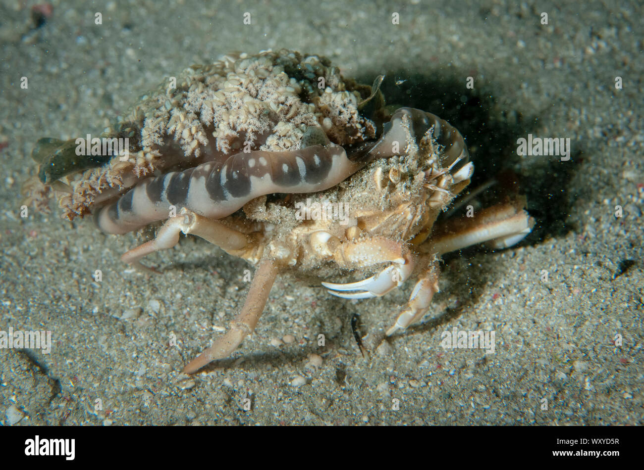 Jellyfish Carry Crab, Ethusa sp, carrying Upside-down Jellyfish, Cassiopeia andromeda, Gili Lawa Darat Bay dive site, north of Komodo Island, Komodo N Stock Photo