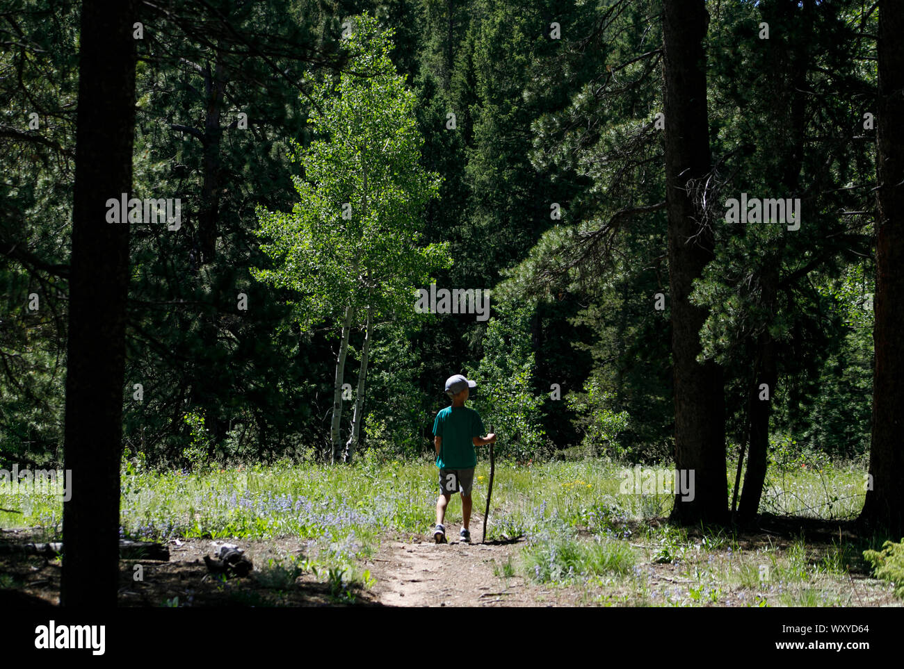 A young boy hikes with a walking stick on a National Forest trail in the Rocky Mountains during summer in Colorado. Stock Photo