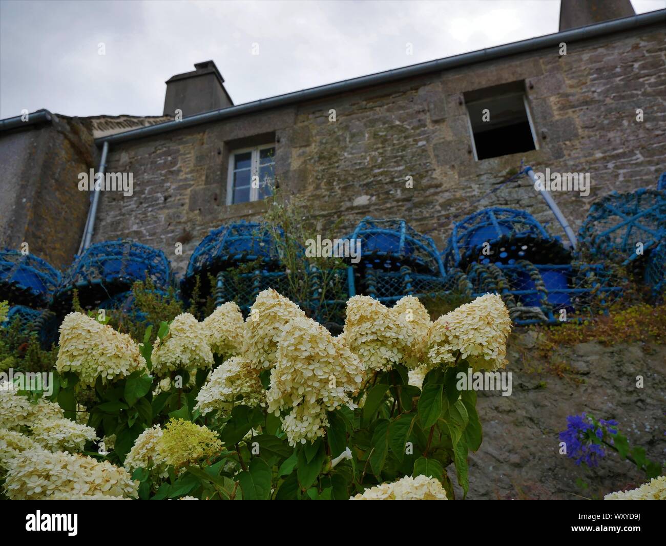 Maison bretonne fleurie d'hortensias avec des accessoires de peche au crustacés , toit en ardoise , casier de peche , le conquet , bretagne Stock Photo