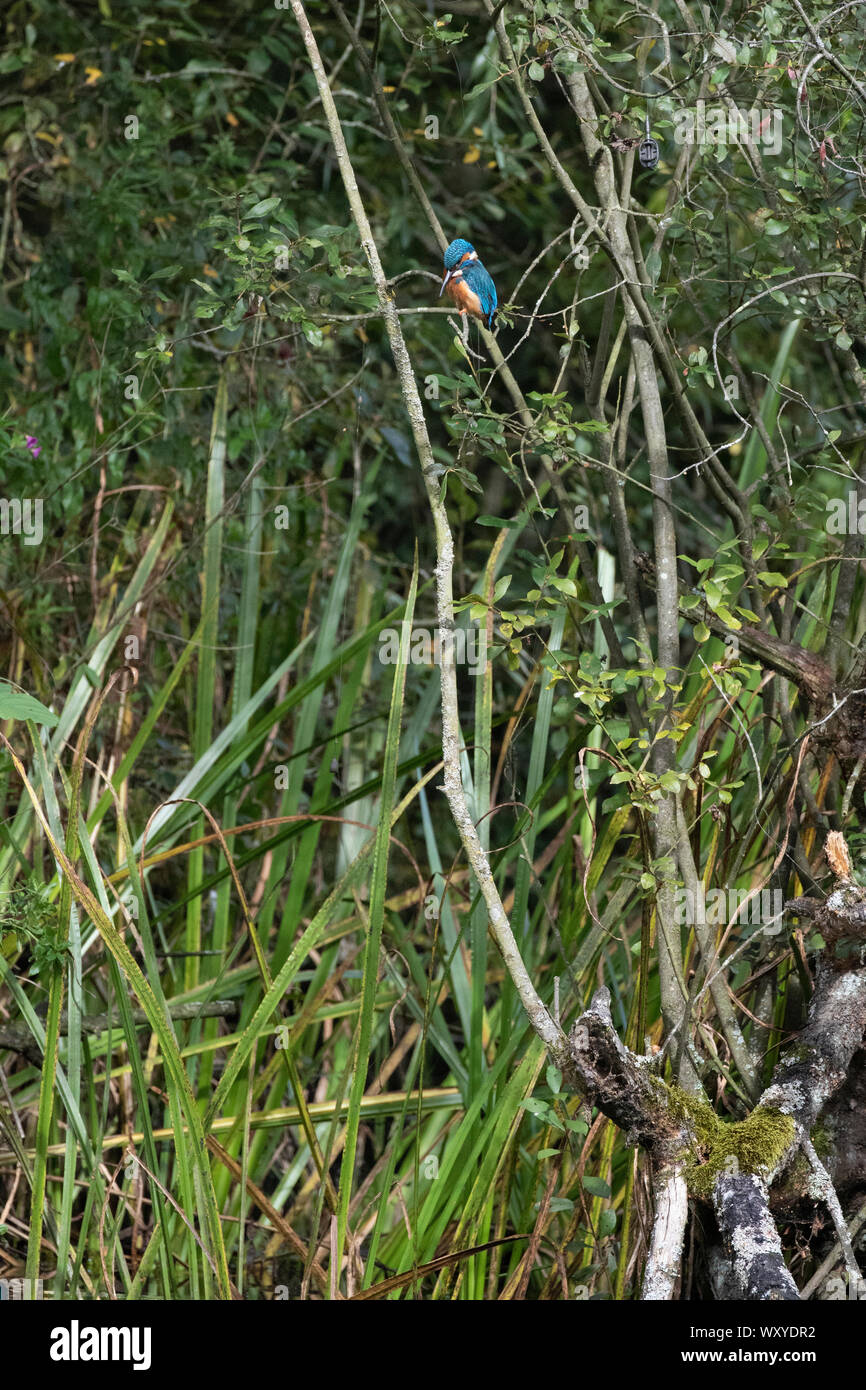 Kingfisher in tree fishing Stock Photo